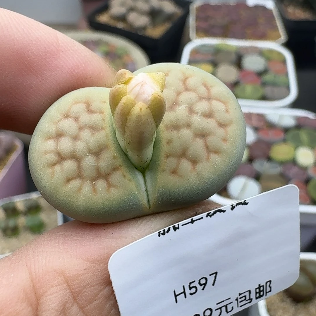 597多肉哈哈哈哈哈哈哈