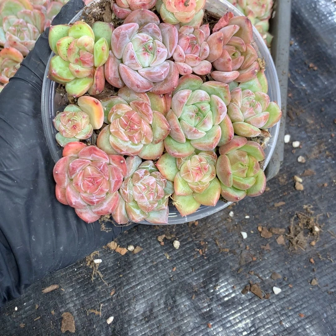 珍妮切糕量拍一组