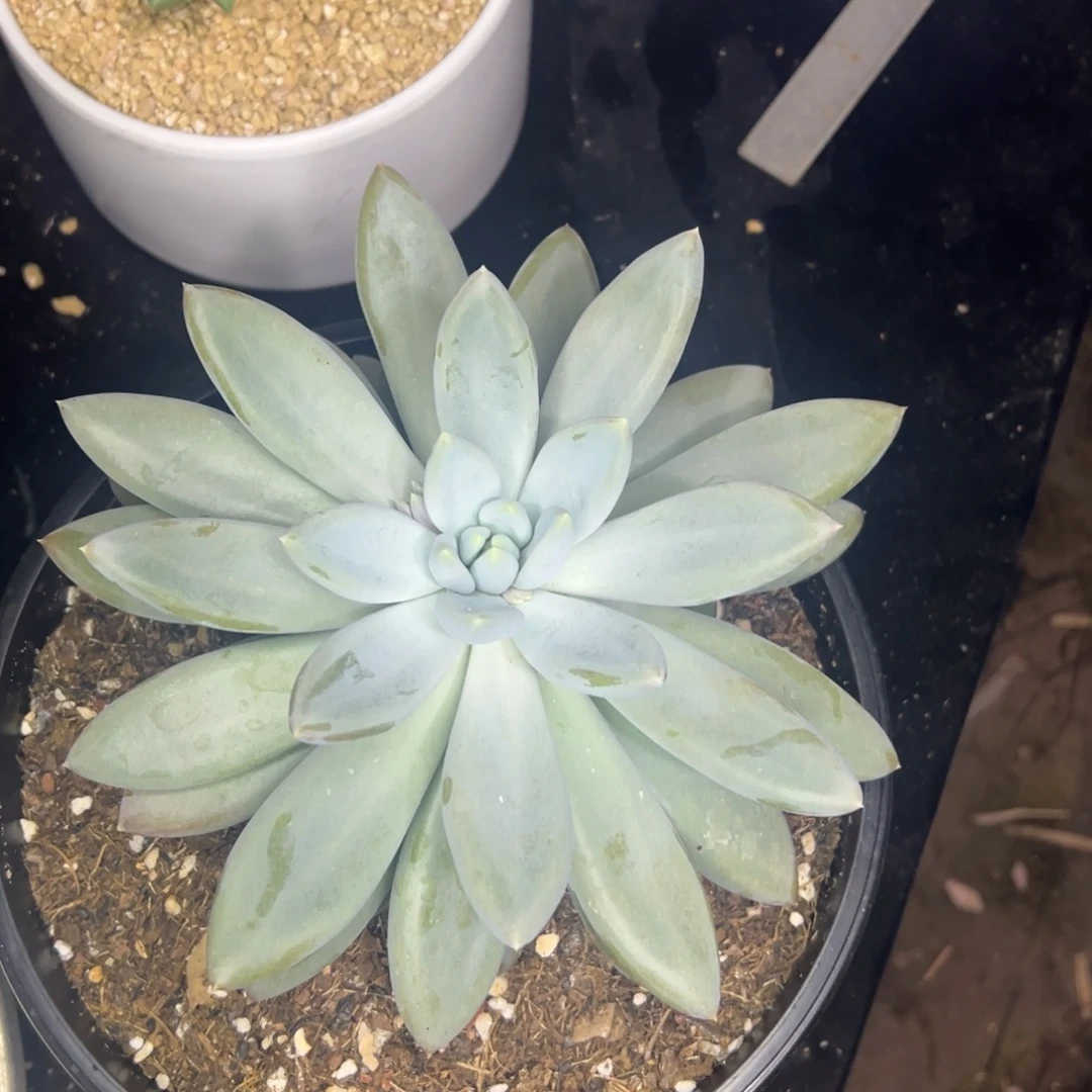 皮***丘胖体哥特萝莉大单头