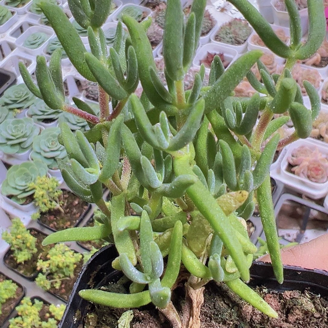 香蕉枝干19包邮多肉植物