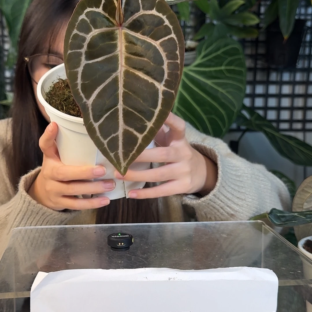 完全开放G98米歇尔杂极致小钻石