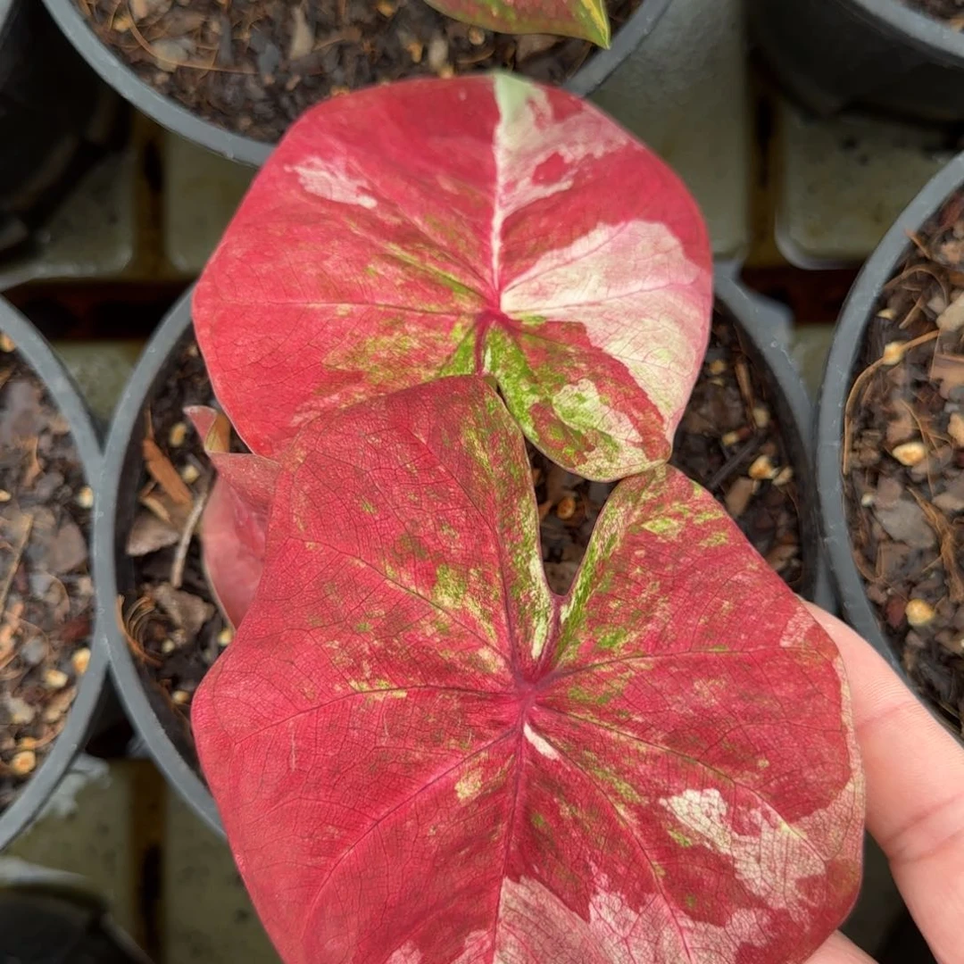 40-1022广东发货锦鲤