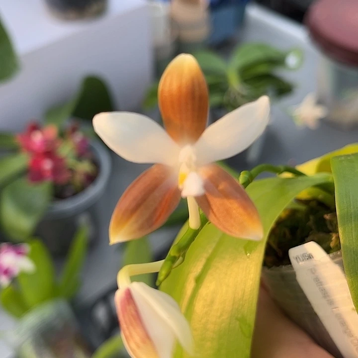完全开放2.5寸杯咖啡盾