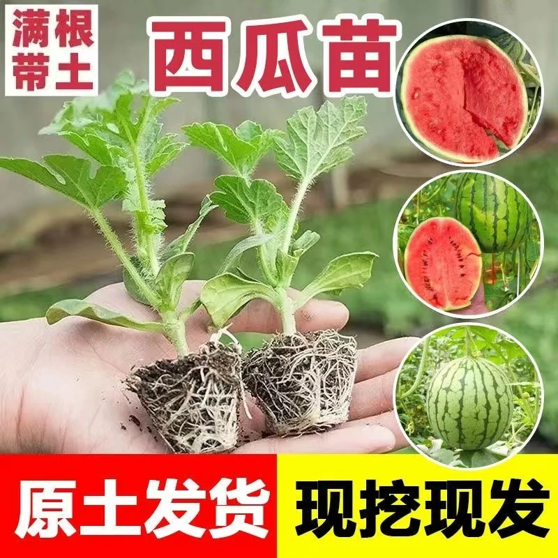 正宗西瓜苗8424西瓜秧苗超甜麒麟美都西瓜穴盘苗阳台庭院盆栽种植