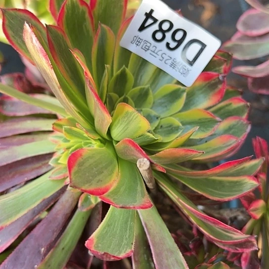 彼*多肉植物一个