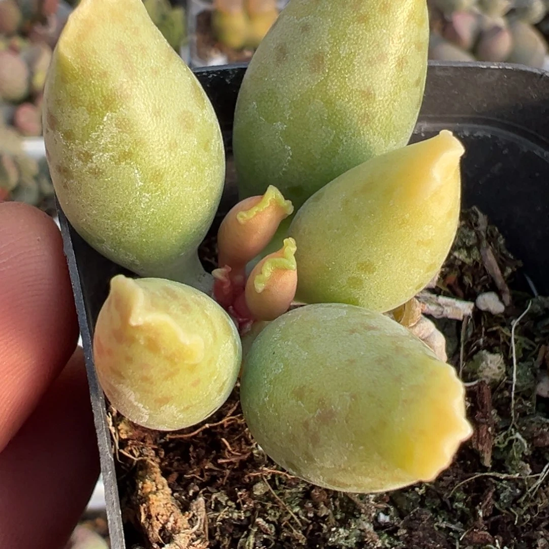 黄金海豹桩子多肉植物水