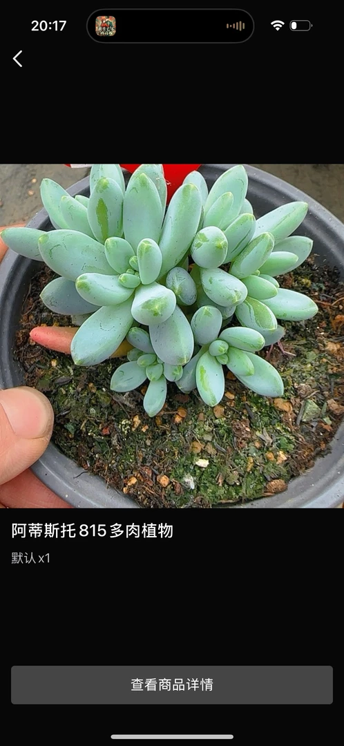 一物一拍多肉植物815阿帝斯托