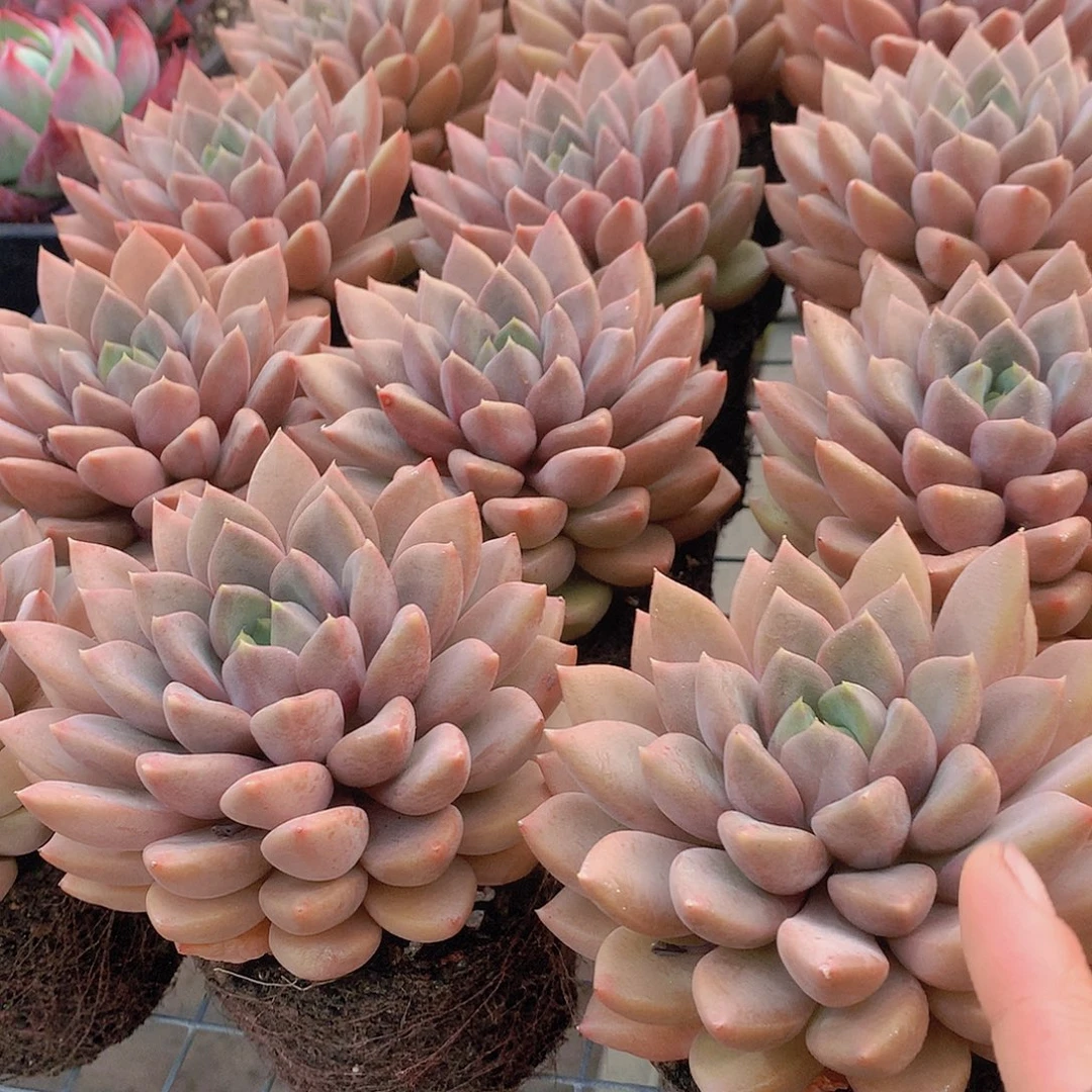 单头红象牙3455678899999