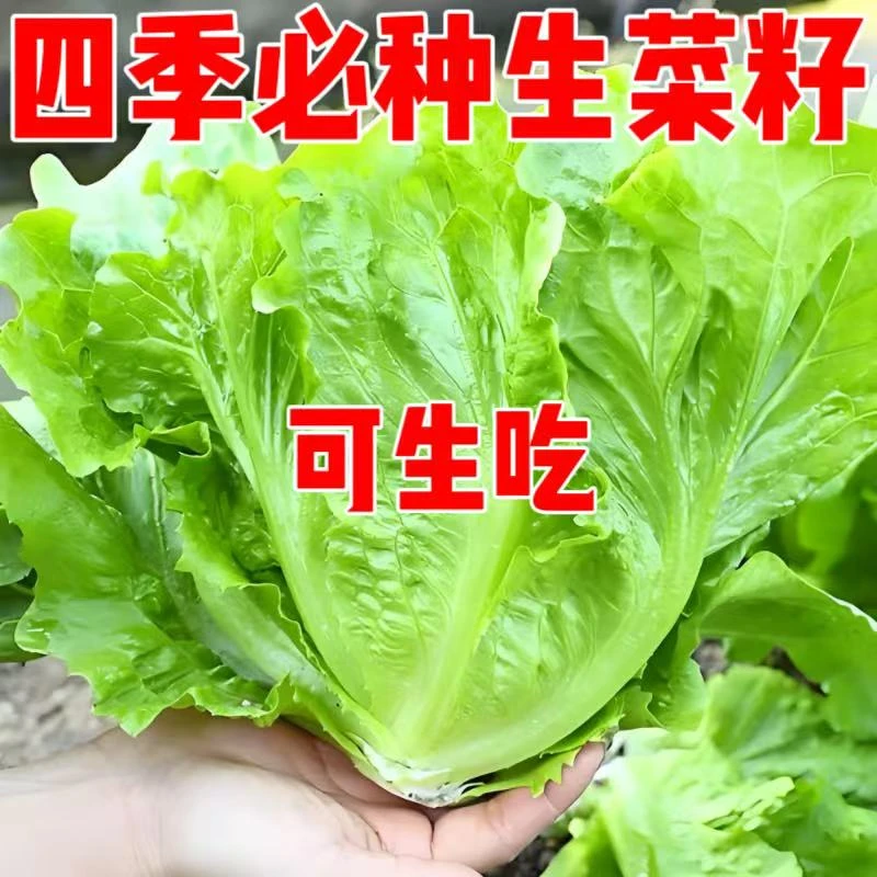 四季甜脆玻璃生菜种籽脆嫩生吃生菜阳台四季盆栽春季蔬菜种孑易种