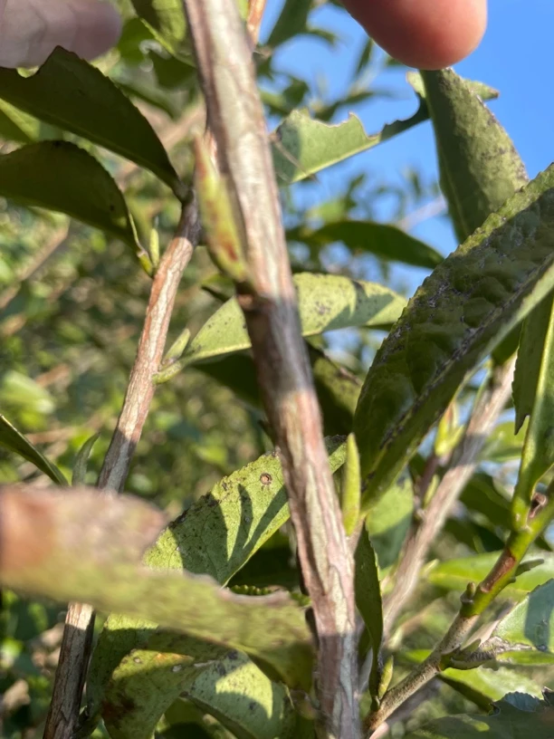 明前福鼎白茶2025年老树荒野高山牡丹王.花香.蜜韵.