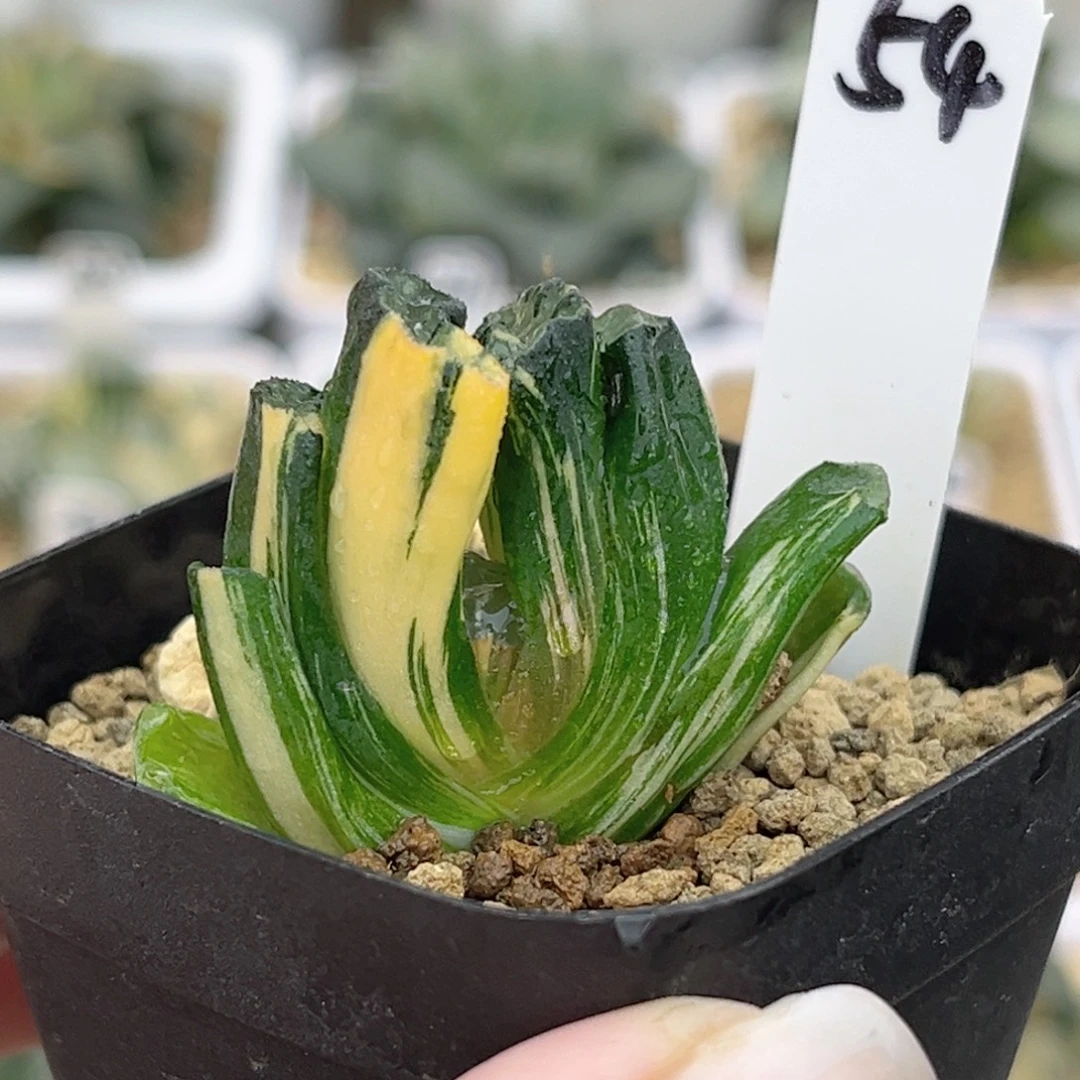 54北斋玉扇锦福利专场