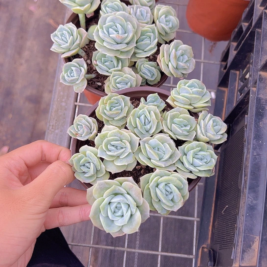 可爱玫瑰带盆土散群精品