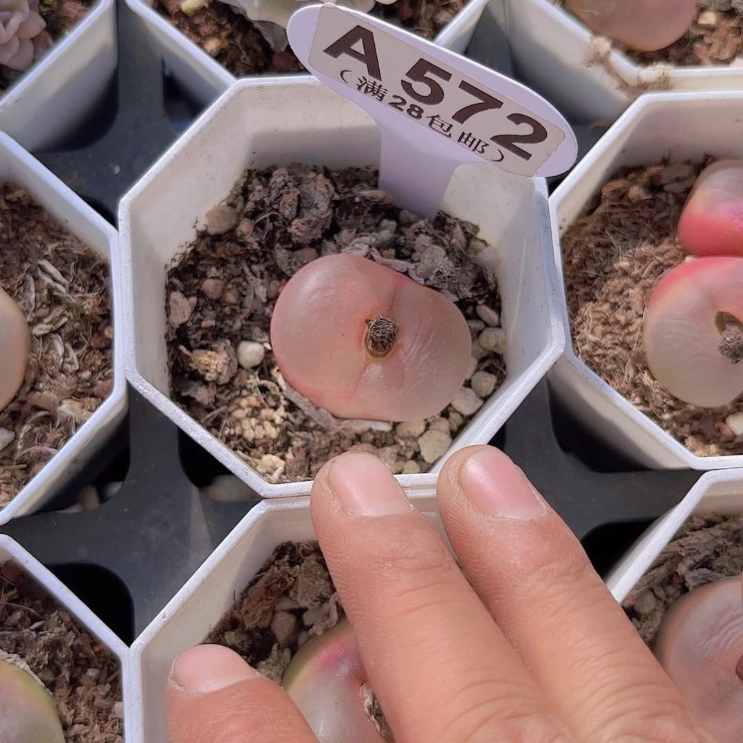 A572毛汗尼一物一拍