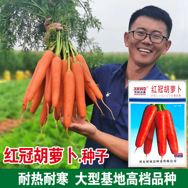 红冠胡萝卜种子籽秋季红萝卜颜色好杂交新种菜罗卜庭院大田蔬菜孑