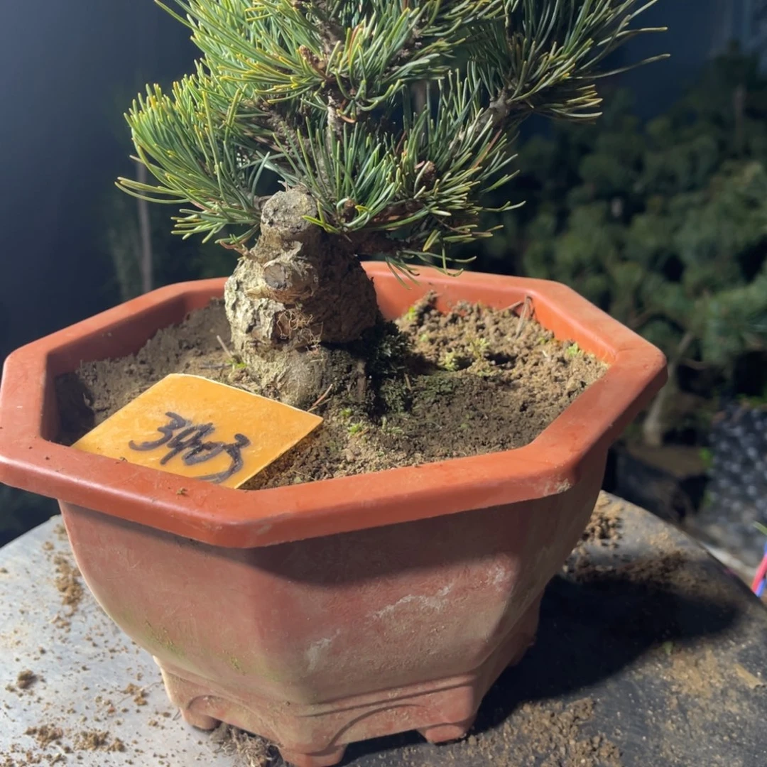 专***9无花朵两个260包邮