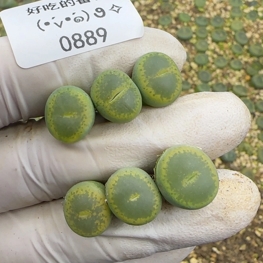 0889。默认脱土。18包邮。偏远88包邮