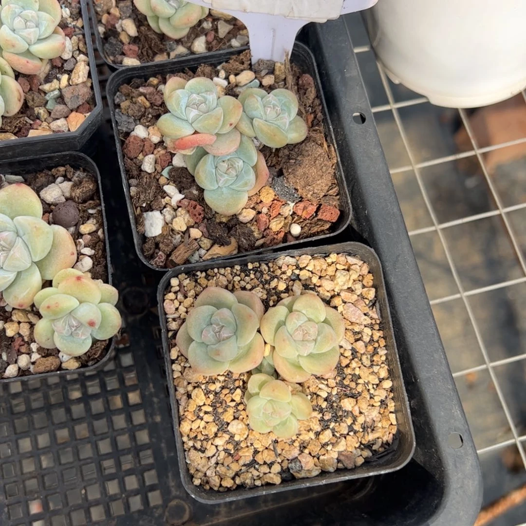 是**吖612号多肉植物