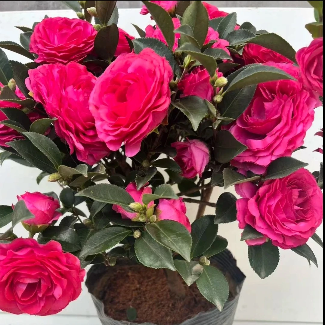 茶梅花浓香型植物阳台庭院好养活盆栽地栽四季开长青植物