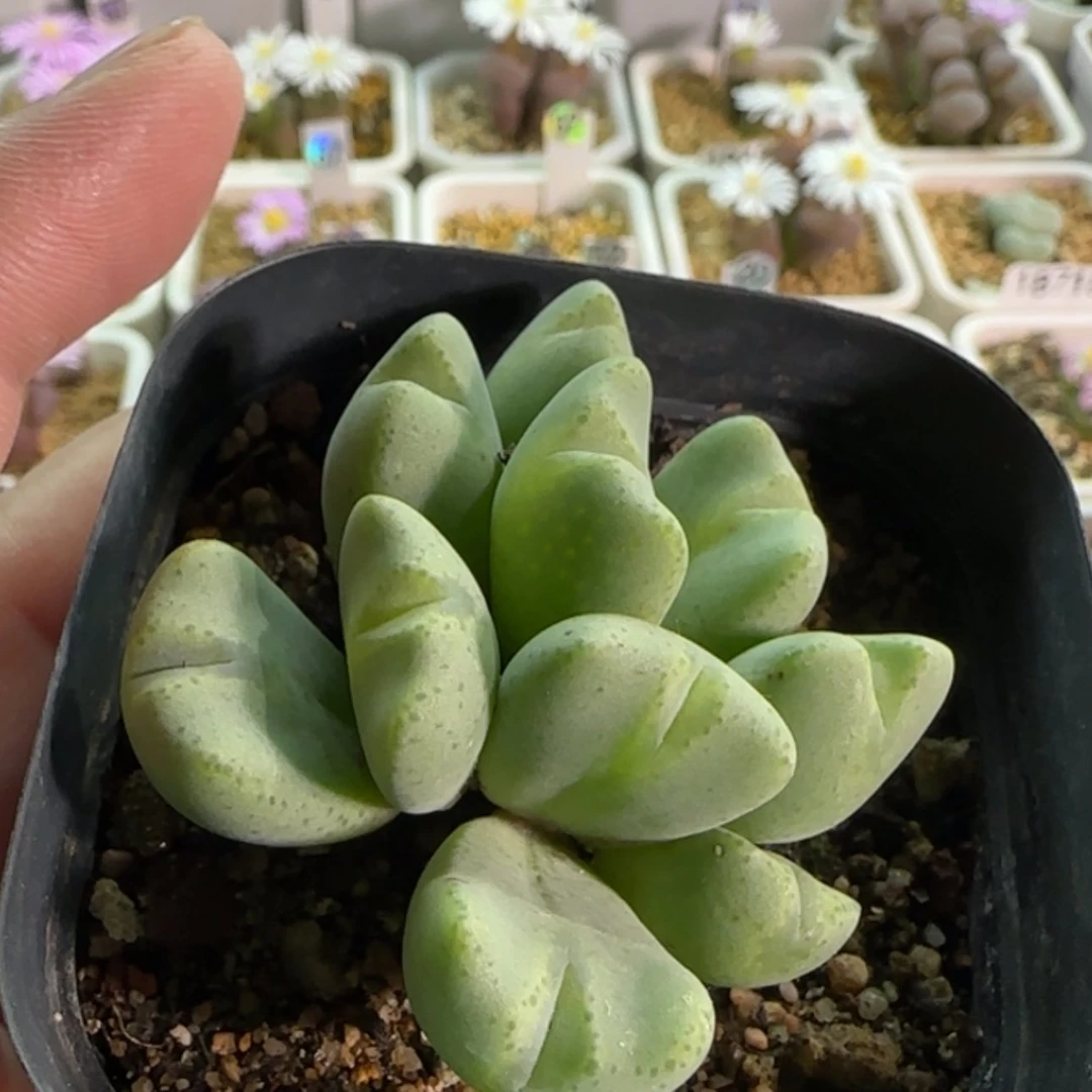 【闪购商品】莲*18932