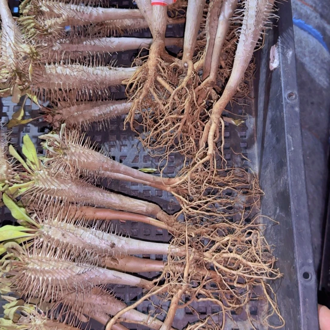 块根植物块根植物