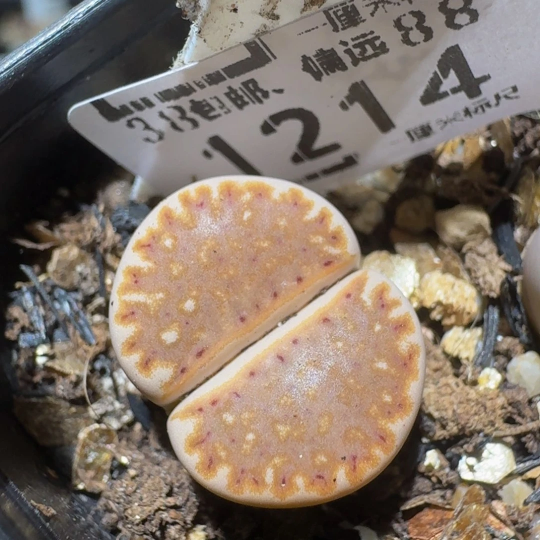 zzzzz精品生石花1214