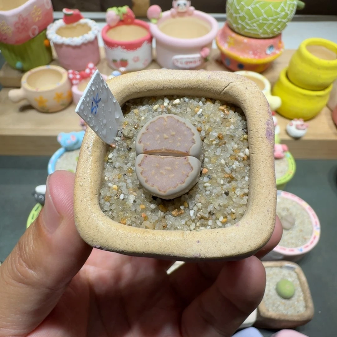 蘑菇242sk饼干饼干