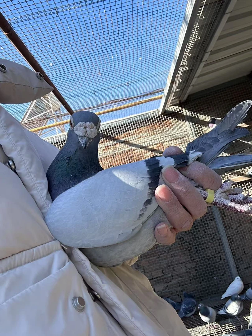 信鸽赛鸽成绩鸽清棚鸽