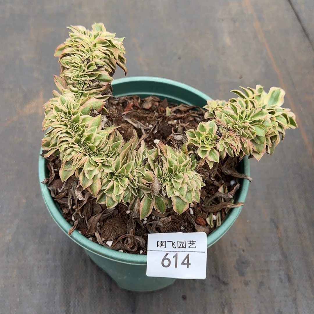荷***田614多肉 燕姿缀福利