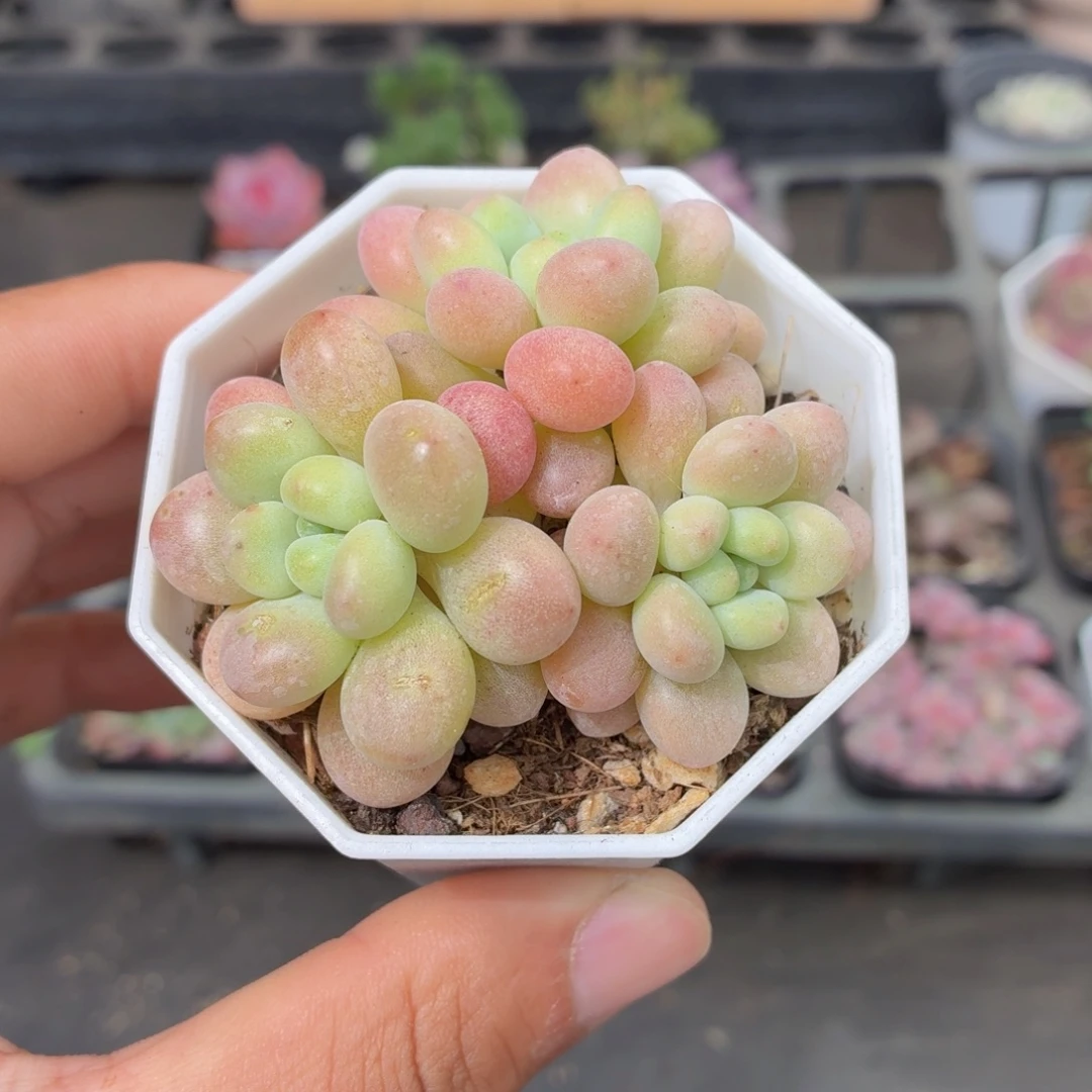 洛可可多肉9.9包邮发货