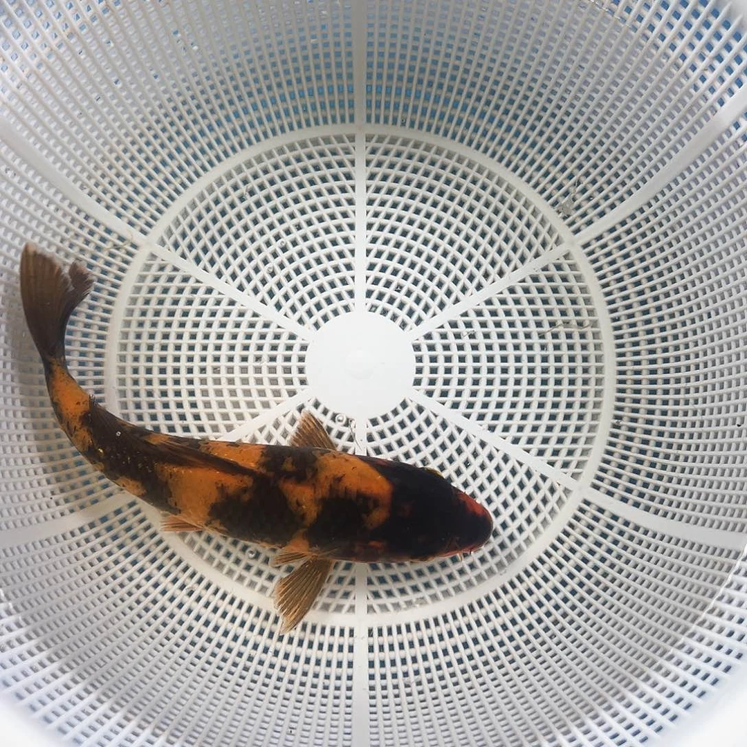 锦鲤鑫泓锦鲤养殖