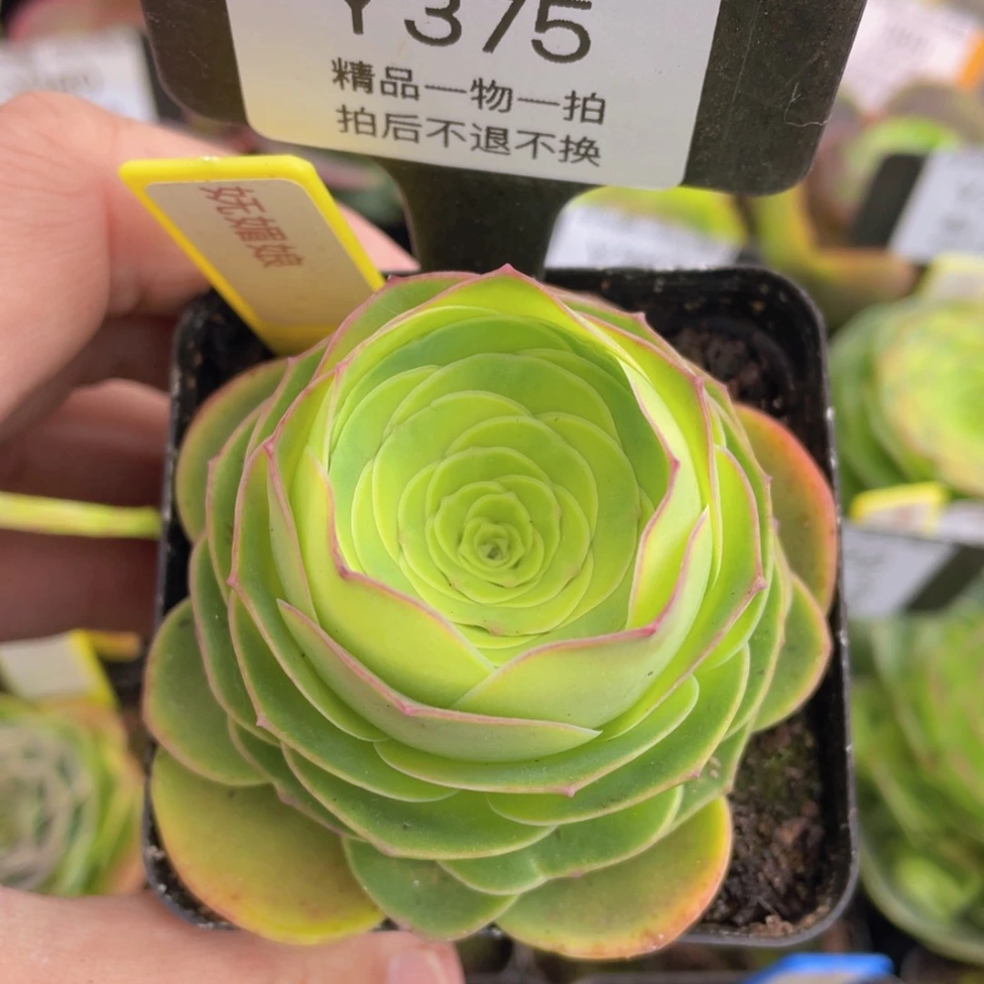 妩媚娘福利375一物一拍