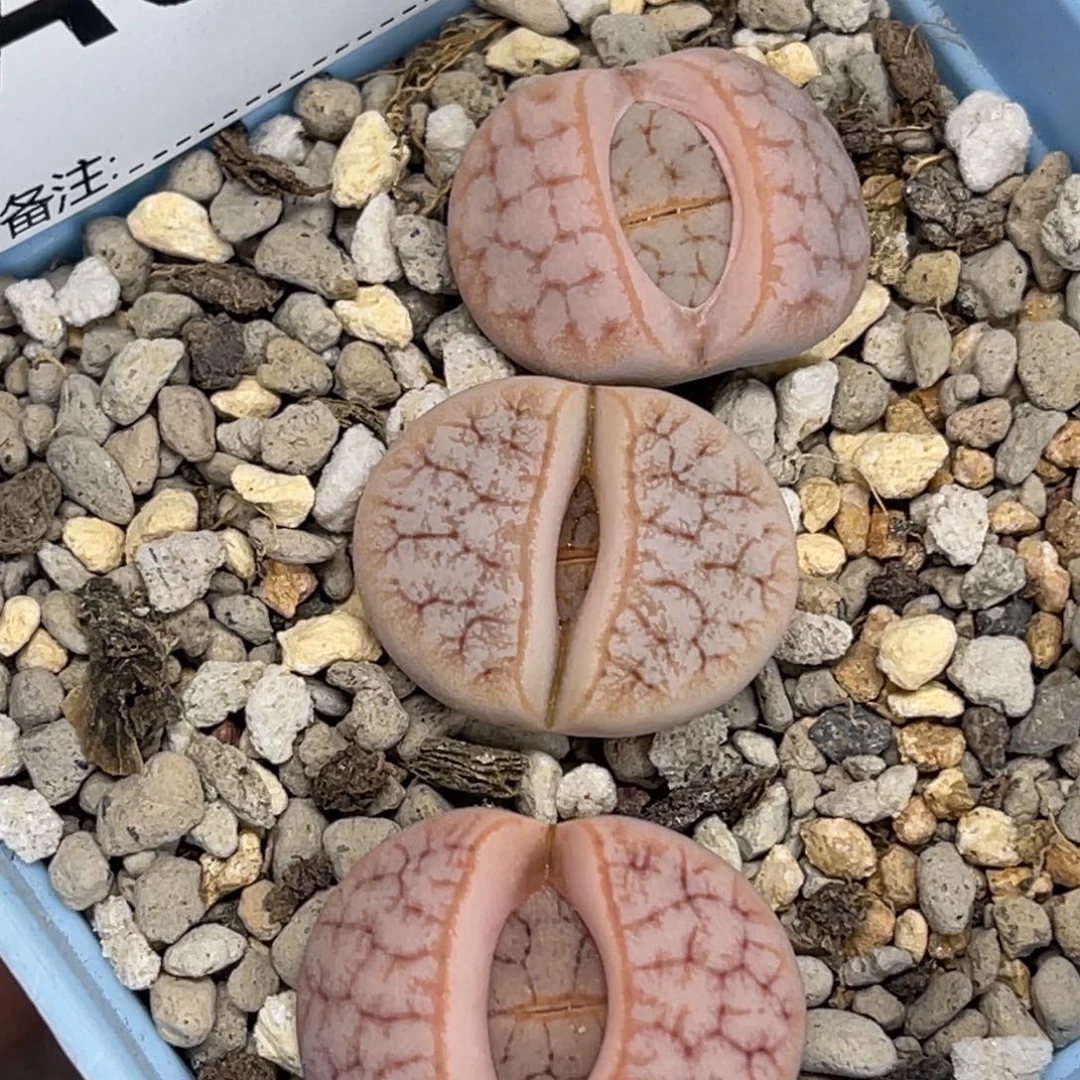 5572粉色荒玉3颗尺寸1:6