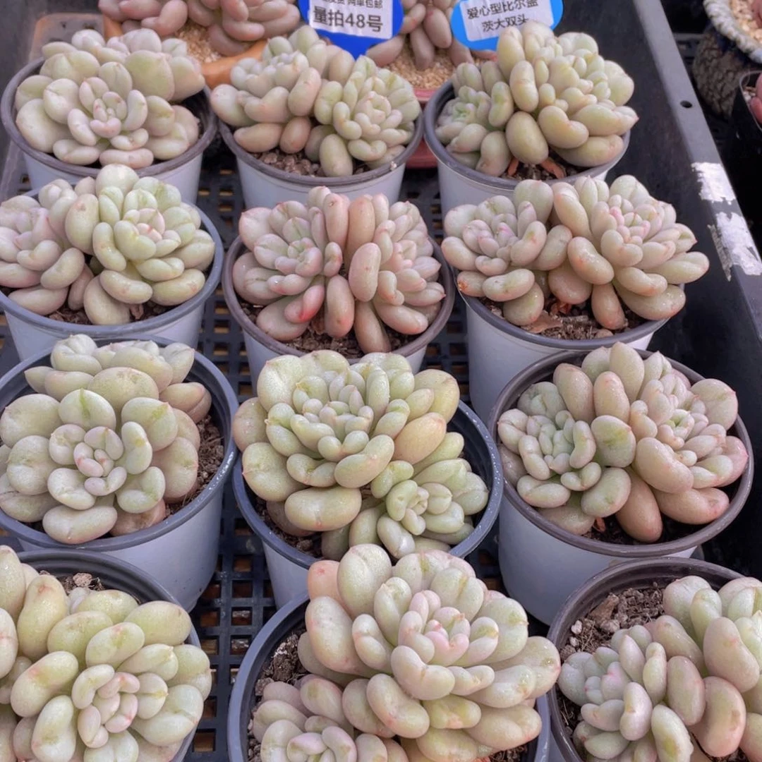 量拍48号 爱心型比尔盖茨大双头一个
