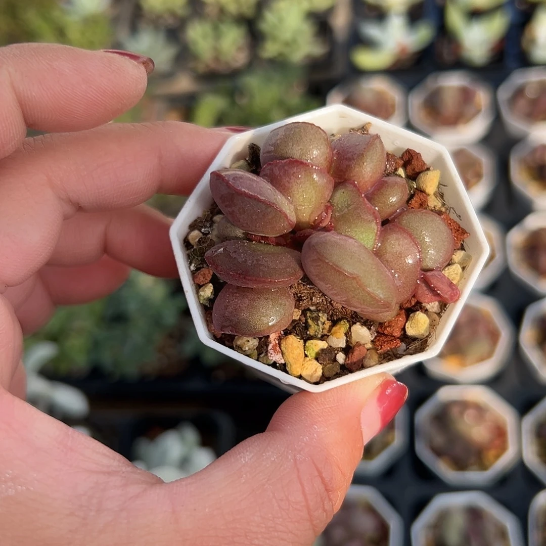 多肉植物红蛋水泡