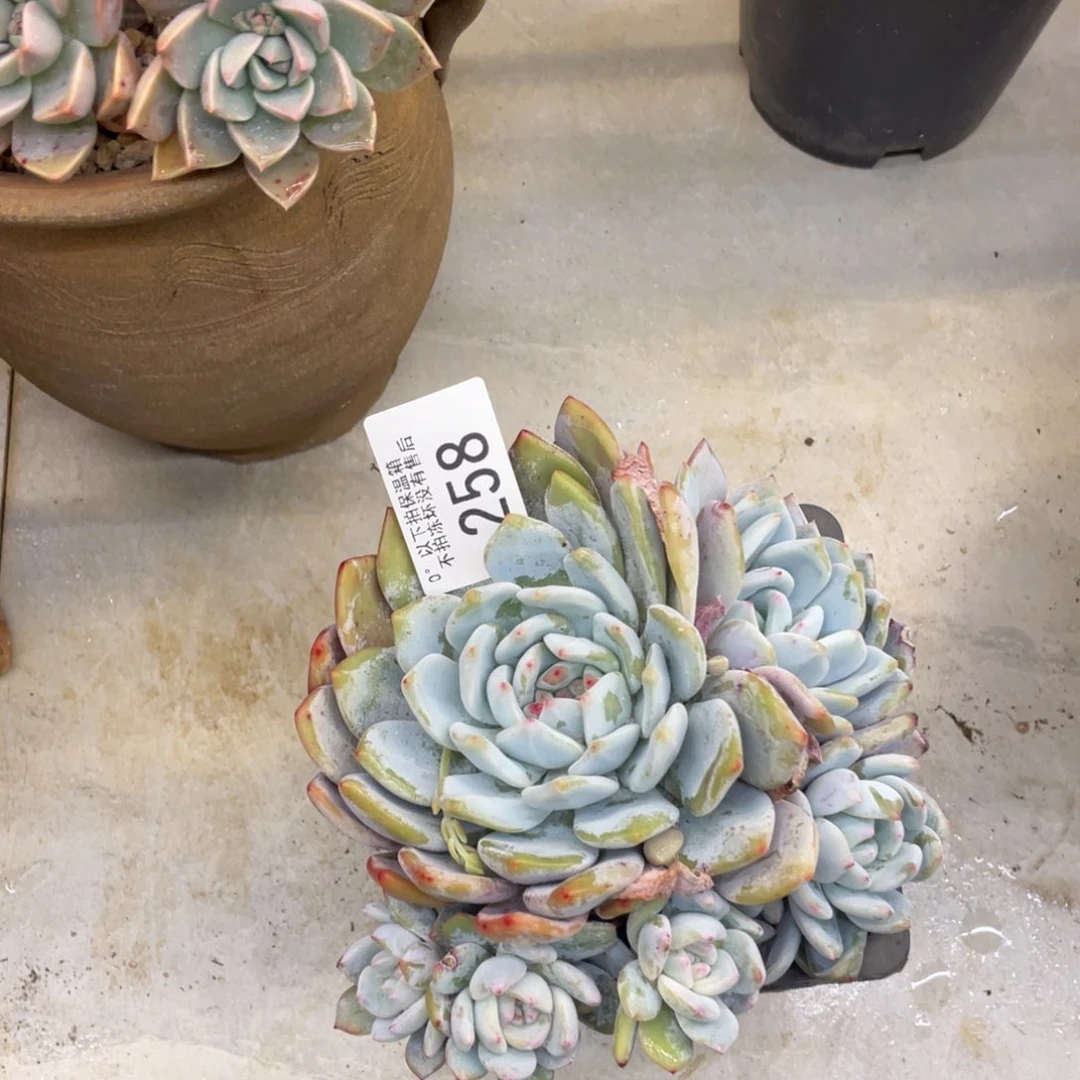 黑大帅多肉258橙子