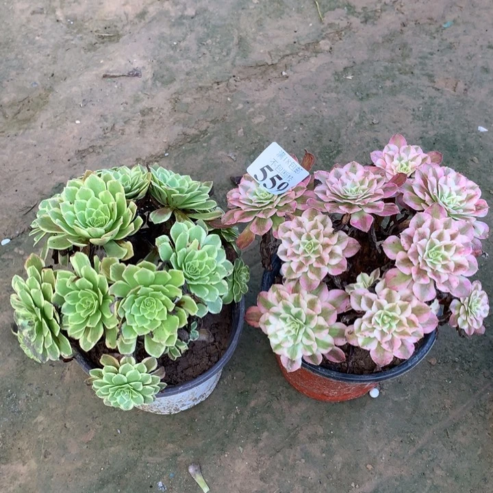 559铜壶白➕朝霞外