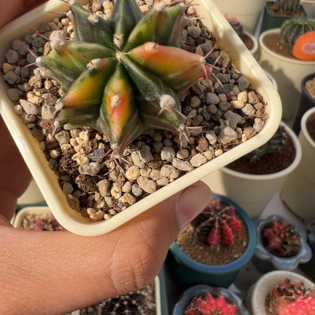 211 好看的米哈冲冲冲