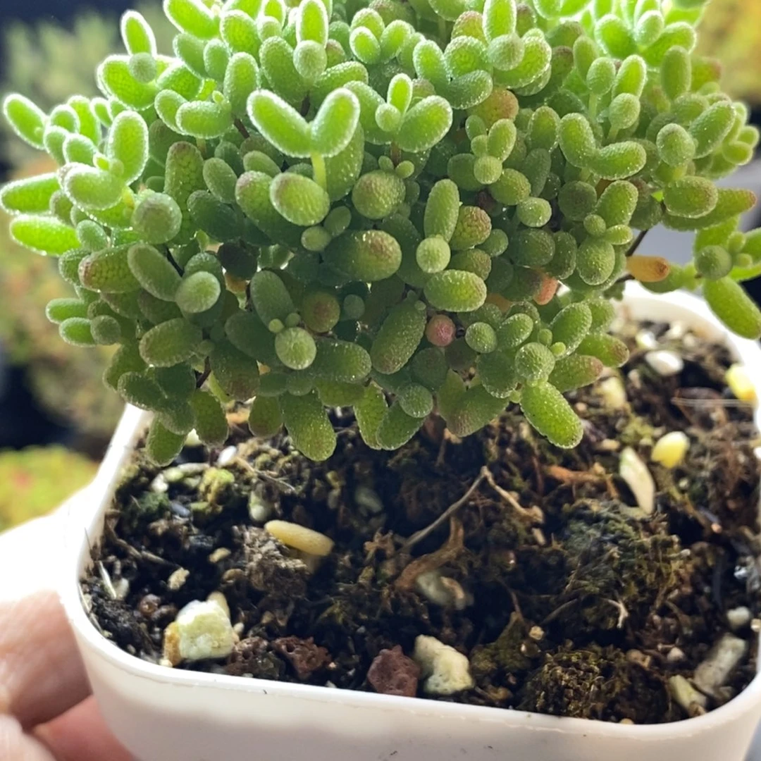 完全开放16号蜜橘糖球