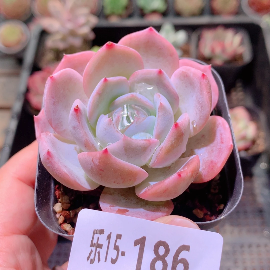乐然15-186 紫皇后
