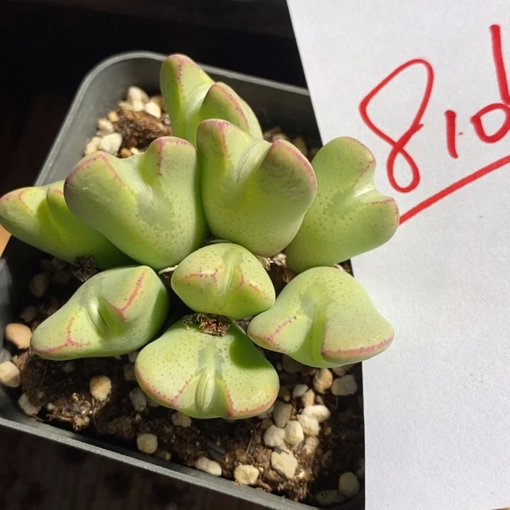 帕***奇8104一个一个一个