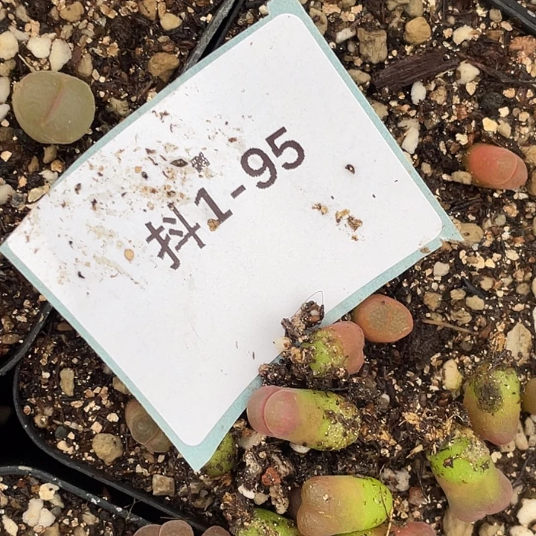 (****佩1-95肉锥多肉植物