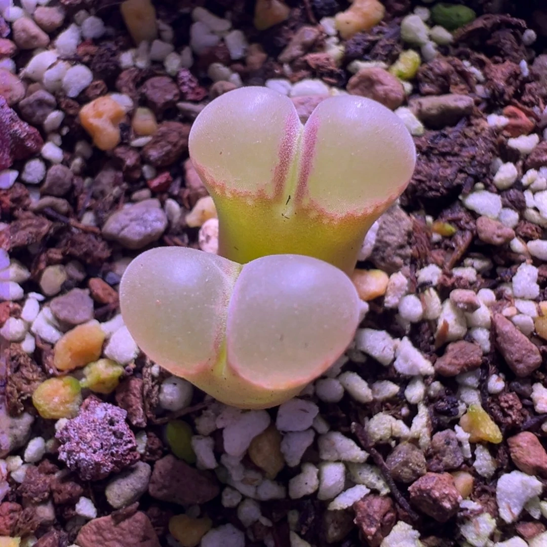 232。1804.2新品风铃