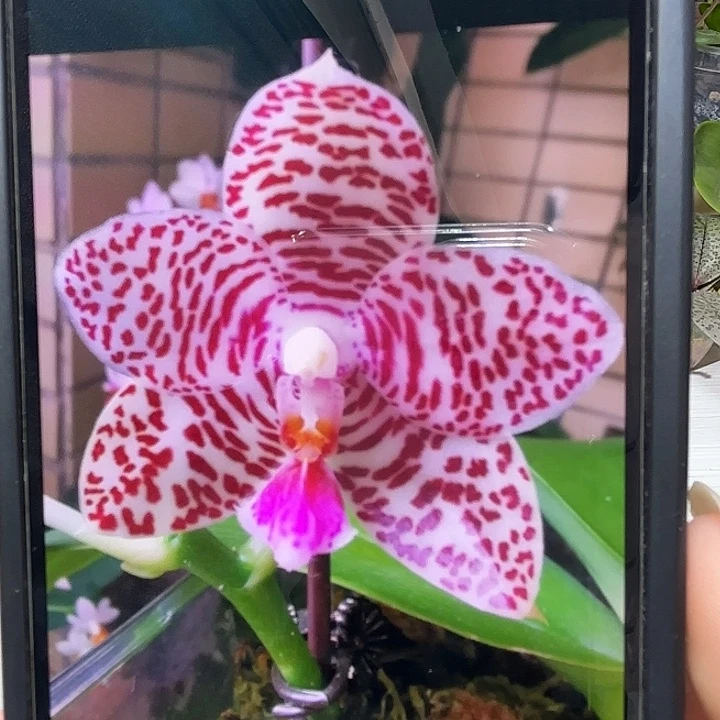 当前无花栽培后可以开花龙峰