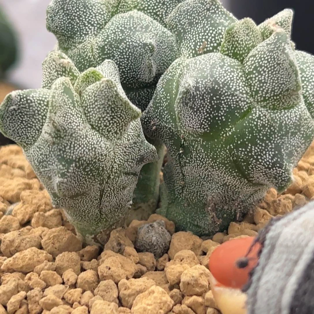 角尤麒麟四头wwwwwwwwwwww