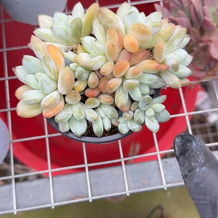 青蛙王子儿童牙膏套装11