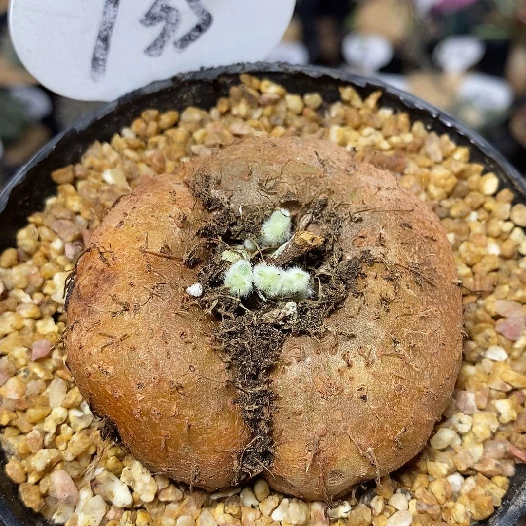 实生断崖女王135号5.8cm