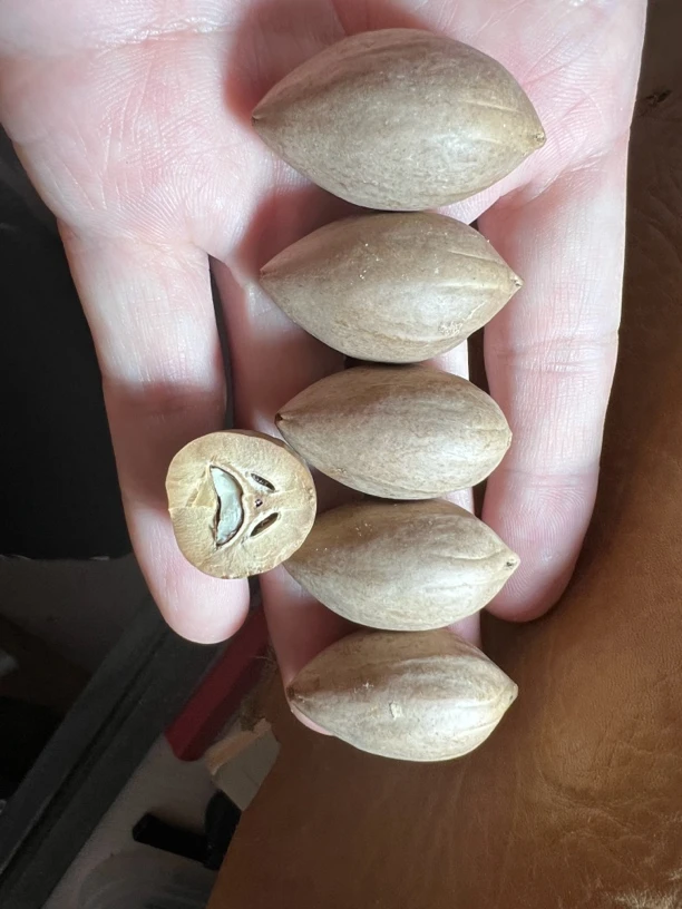 橄榄核雕刻原料，核型饱满，超厚，无任何质量问题1.9–33左右