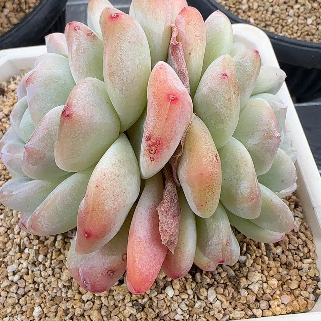 从前慢花园精选冰玉