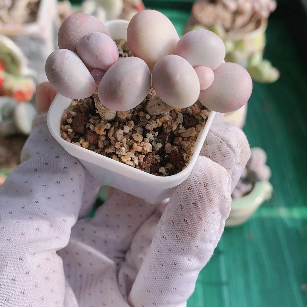 水光针奶酪一物一拍