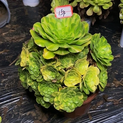 翡翠琉璃变异捧花154号